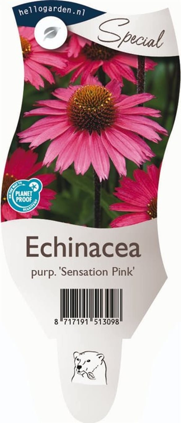 Echinacea 'Sensation Pink' - P11